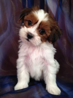 Female Lhasa Bichon Puppy for sale #1 DOB 2-26-2015 Professional Teddy Bear Breeders